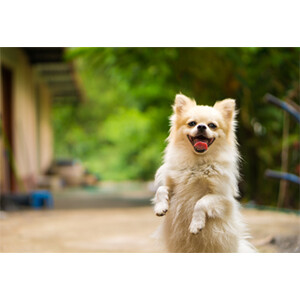 Profile picture of Raika